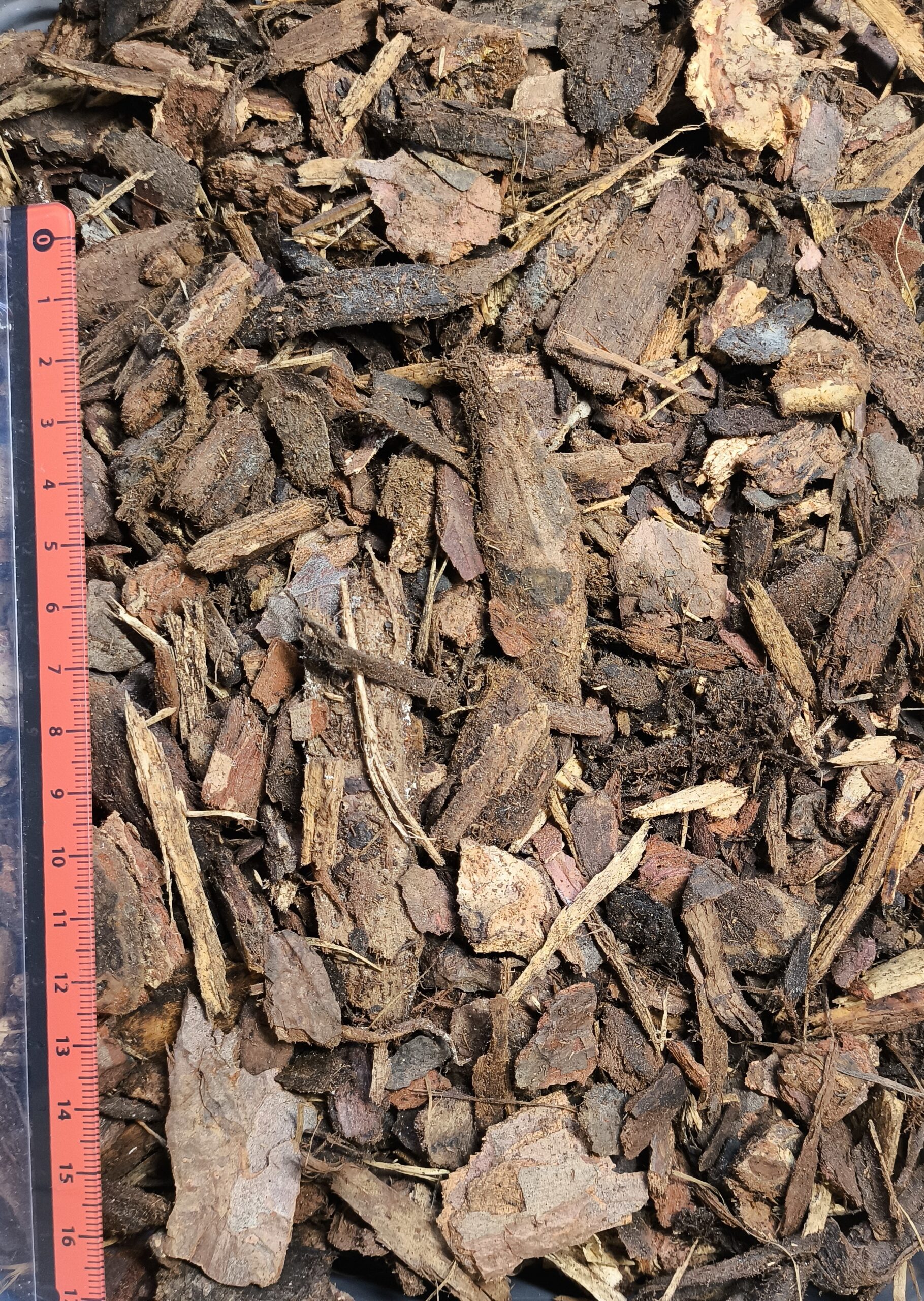 elvora Kieferndekor – Bild 2